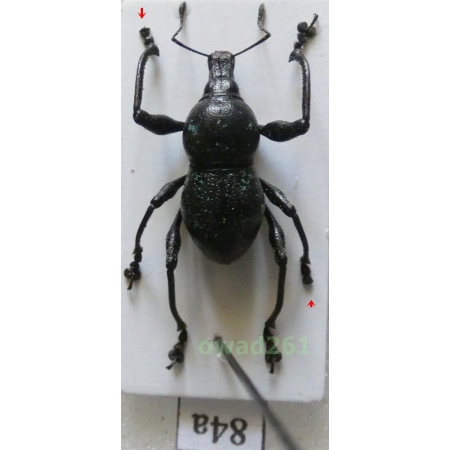 Metapocyrtus sp. Heller, 1912 male Philippines84a